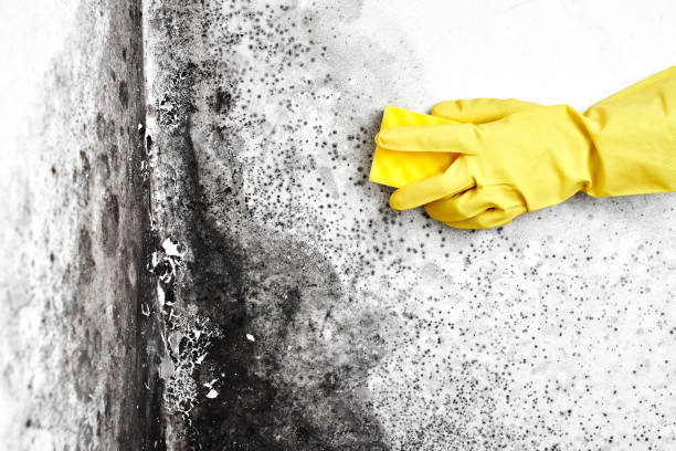 Best Bathroom Mold Remediation in Woodward, OK