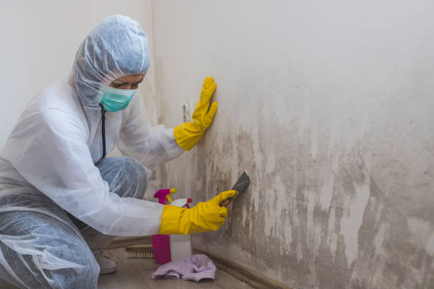 Best Insurance-Related Mold Remediation in Woodward, OK