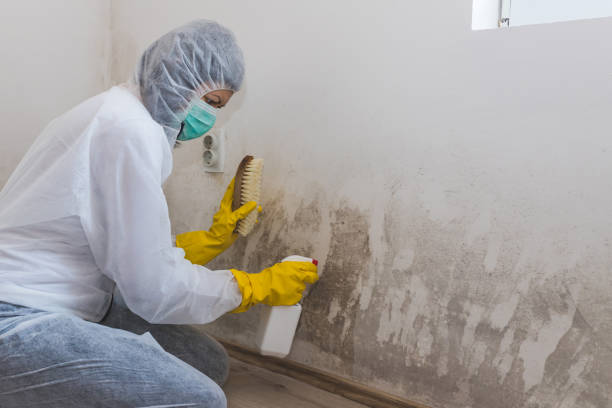 Best Crawl Space Mold Remediation in Woodward, OK