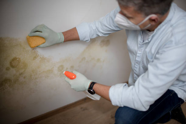 Best Emergency Mold Remediation in Woodward, OK