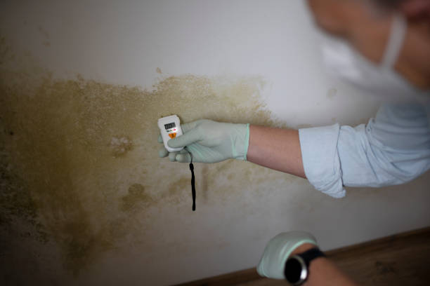 Best Health and Safety Mold Remediation in Woodward, OK