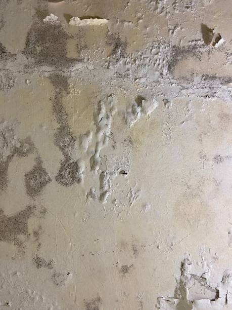 Best White Mold Remediation in Woodward, OK