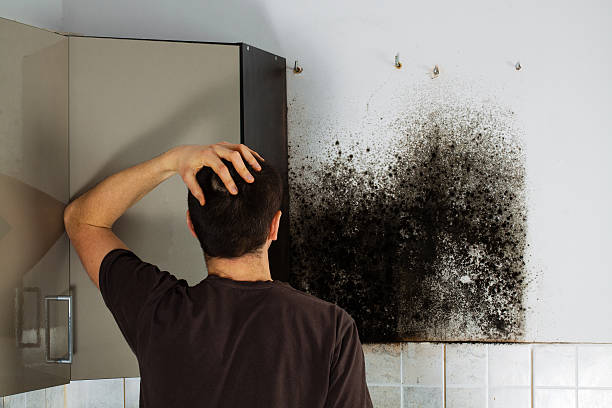 Best Black Mold Remediation in Woodward, OK